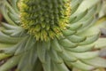 Flowering in nature succulent, top view, close-up