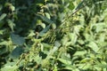 Flowering nettle in the forest Royalty Free Stock Photo