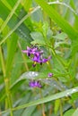 Flowering of nightshade bittersweet Solanum dulcamara L