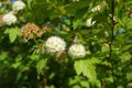 Flowering ninebark shrub. Physokarpus capitatus, commonly called Pacific ninebark or tall ninebark