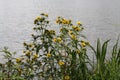 Flowering Nodding Bur-Marigold Bidens cernua plant on shore of pond