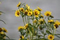 Flowering Nodding Bur-Marigold Bidens cernua plant in wild