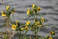 Flowering Nodding Bur-Marigold Bidens cernua plant in wild