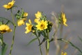 Flowering Nodding Bur-Marigold Bidens cernua plant in wild