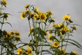 Flowering Nodding Bur-Marigold Bidens cernua plant in wild