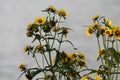 Flowering Nodding Bur-Marigold Bidens cernua plant in wild