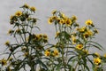 Flowering Nodding Bur-Marigold Bidens cernua plant in wild