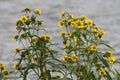 Flowering Nodding Bur-Marigold Bidens cernua plant in wild