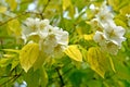 Flowering nonsense, a variety of Aureus Philadelphus L.. Flowers and leaves