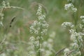 Flowering northern bedstraw Galium boreale plant with white flowers in meadow