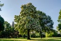 Flowering Northern catalpa