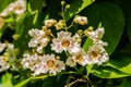 Flowering Northern catalpa