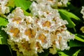 Flowering Northern catalpa