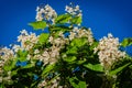 Flowering Northern catalpa in the city park