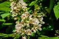 Flowering Northern catalpa in the city park