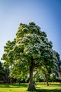 Flowering Northern catalpa in the city park