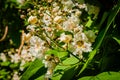 Flowering Northern catalpa in the city park