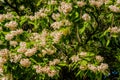 Flowering Northern catalpa