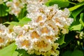 Flowering Northern catalpa