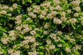 Flowering Northern catalpa