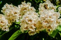 Flowering Northern catalpa