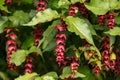 Flowering Nutmeg or Himalayan Honeysuckle - Leycesteria formosa Berries