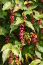 Flowering Nutmeg or Himalayan Honeysuckle - Leycesteria formosa Berries