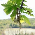 Flowering oak tree. Royalty Free Stock Photo