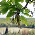 Flowering oak tree Royalty Free Stock Photo