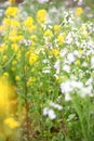 Flowering oilseed