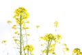 Flowering oilseed Royalty Free Stock Photo