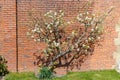 Flowering old established pear tree, trained against the wall.