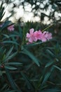 Flowering Oleander with pink flowers against the blue sky