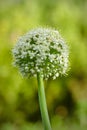 Flowering Onion - Allium Cepa Royalty Free Stock Photo