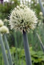 flowering onion (lat.Allium fistulosum) close-up