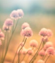 Flowering onion on the meadow Royalty Free Stock Photo