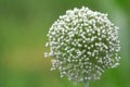 Flowering onion seed head ball in the garden. Close-up on a bokeh background Royalty Free Stock Photo