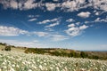 Flowering onionfield in Central Italy Royalty Free Stock Photo