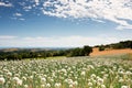 Flowering onionfield in Central Italy Royalty Free Stock Photo