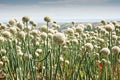 Flowering onionfield in Central Italy Royalty Free Stock Photo