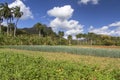 Flowering onionfield, Cuba Royalty Free Stock Photo