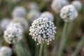 Flowering onions seed, pod with selective focus Royalty Free Stock Photo