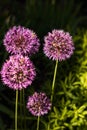 Flowering onions in sunny weather in the garden