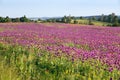 Flowering opium poppy field, in Latin papaver somniferum Royalty Free Stock Photo