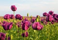 Flowering opium poppy field in Latin papaver somniferum Royalty Free Stock Photo