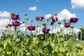 Flowering opium poppy field in Latin papaver somniferum Royalty Free Stock Photo