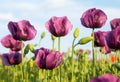 Flowering opium poppy field in Latin papaver somniferum Royalty Free Stock Photo