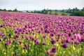 Flowering opium poppy field, in Latin papaver somniferum Royalty Free Stock Photo