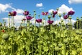 Flowering opium poppy field in Latin papaver somniferum Royalty Free Stock Photo