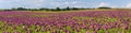 Flowering opium poppy field, in Latin papaver somniferum Royalty Free Stock Photo